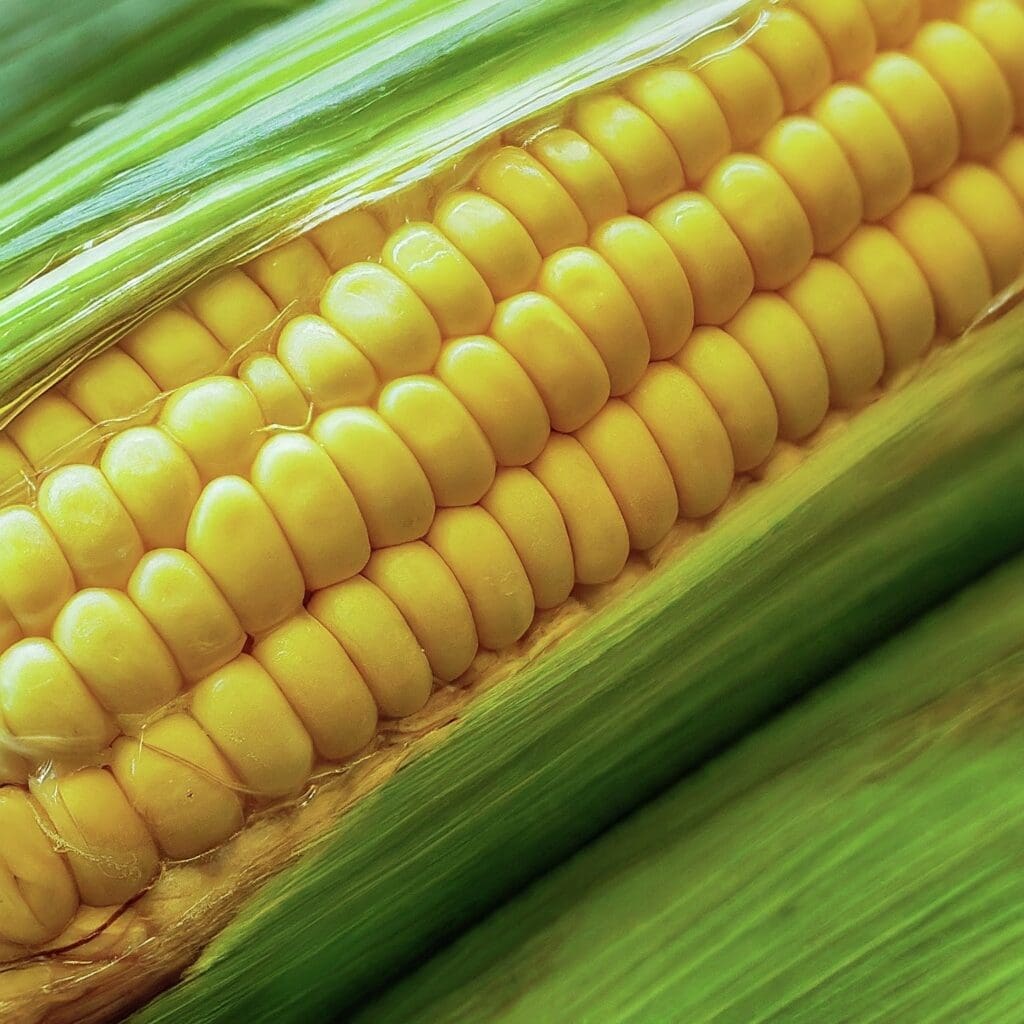 Corn